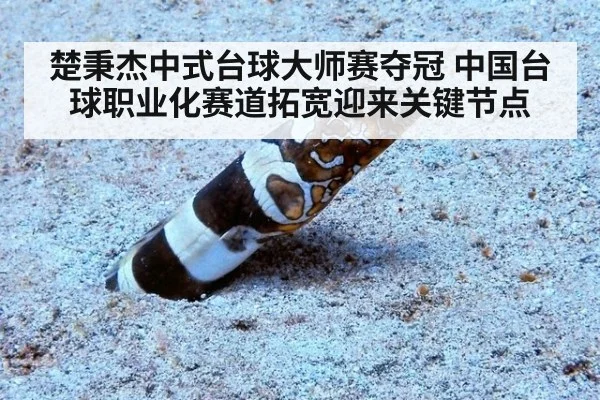楚秉杰中式台球大师赛夺冠 中国台球职业化赛道拓宽迎来关键节点